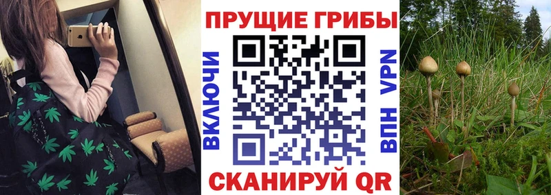 Галлюциногенные грибы мицелий Мезень