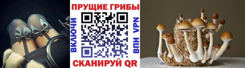 дарк нет телеграм  наркотики  Мезень  Псилоцибиновые грибы Psilocybe 